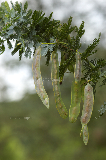 フサアカシア ミモザ の豆果 の写真素材 イラスト素材 アマナイメージズ