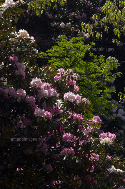 日野 鎌掛谷のホンシャクナゲ群落 天然記念物 の写真素材 イラスト素材 アマナイメージズ