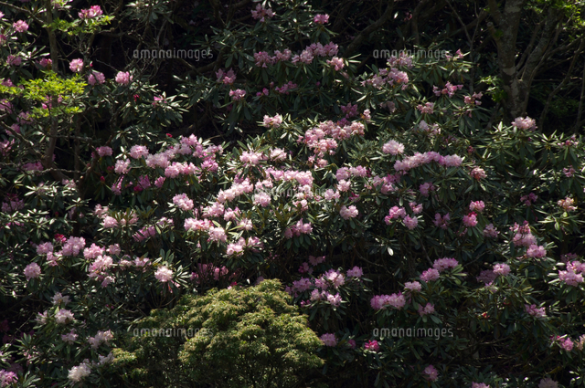日野 鎌掛谷のホンシャクナゲ群落 天然記念物 の写真素材 イラスト素材 アマナイメージズ