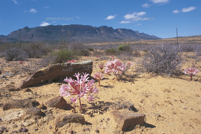 荒野に咲くブルンヴィキア・ボスマニアエ[32150000091]の写真素材 
