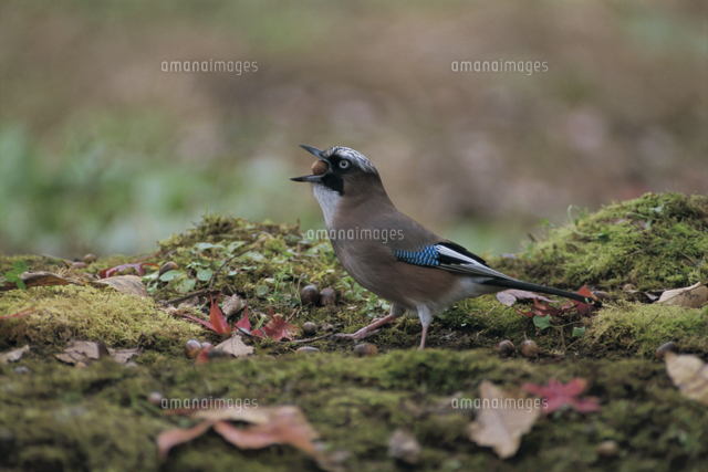 どんぐり（ミズナラの実）を飲み込むカケス[32152000083]の写真