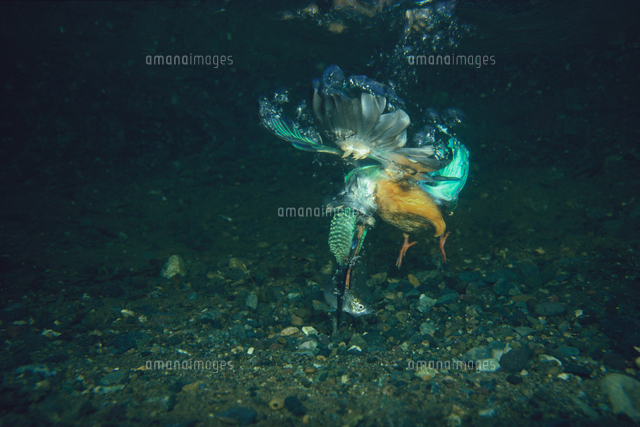 水に飛び込みモツゴを捕食するカワセミ[32152000099]の写真・イラスト