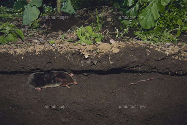 地中を這うコウベモグラ の写真素材 イラスト素材 アマナイメージズ