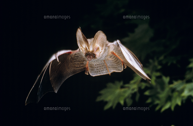 飛翔するウサギコウモリ[32152000241]の写真・イラスト素材｜アマナ
