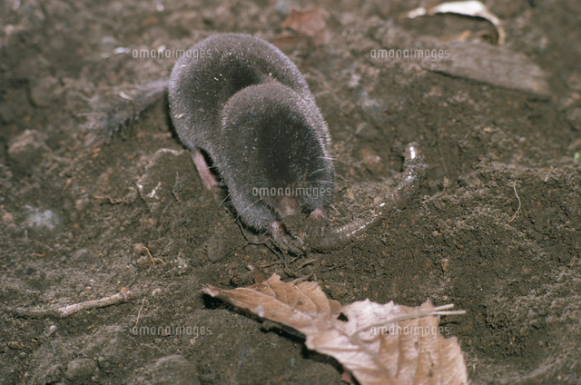 ミミズを食べるヒミズ の写真素材 イラスト素材 アマナイメージズ