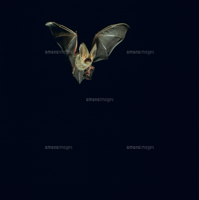 子供をぶら下げて飛ぶウサギコウモリ[32152000303]の写真・イラスト