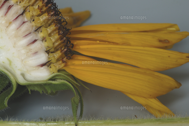 ヒマワリの成長 花弁と断面 の写真素材 イラスト素材 アマナイメージズ