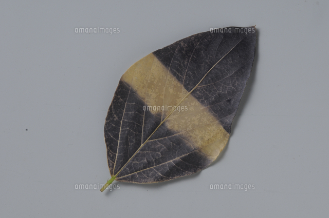 ダイズ 光合成の実験 アルミホイルで覆った部分は光合成がおこ の写真素材 イラスト素材 アマナイメージズ