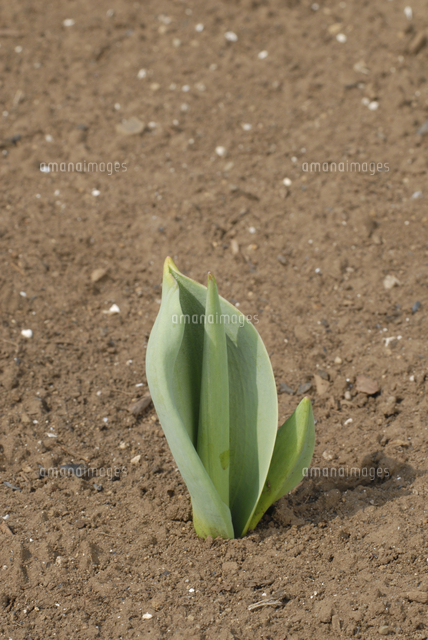 チューリップの成長 葉が開く の写真素材 イラスト素材 アマナイメージズ