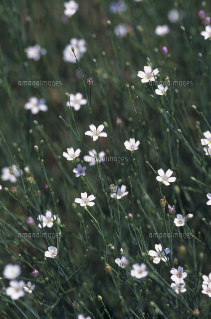 ハリナデシコの花 の写真素材 イラスト素材 アマナイメージズ ハリナデシコの花 の写真素材 イラスト素材 アマナイメージズ