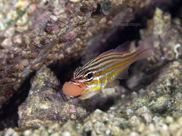 キンセンイシモチの産卵行動 オスの口に入った卵 の写真素材 イラスト素材 アマナイメージズ