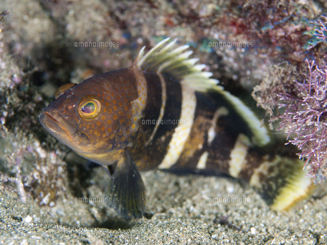 アオハタ 幼魚[32154000468]の写真素材・イラスト素材｜アマナイメージズ