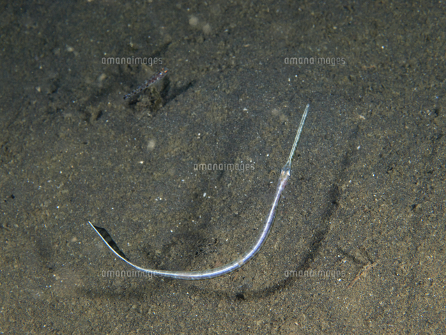 ヘラヤガラ 幼魚 の写真素材 イラスト素材 アマナイメージズ