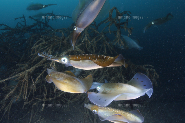 産卵中のアオリイカの群れ の写真素材 イラスト素材 アマナイメージズ 産卵中のアオリイカの群れ の写真素材 イラスト素材 アマナイメージズ