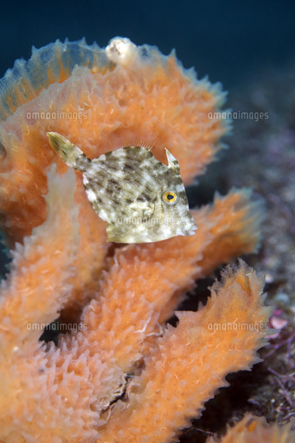 カワハギ 幼魚 の写真素材 イラスト素材 アマナイメージズ