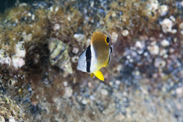チョウチョウウオ 幼魚 の写真素材 イラスト素材 アマナイメージズ