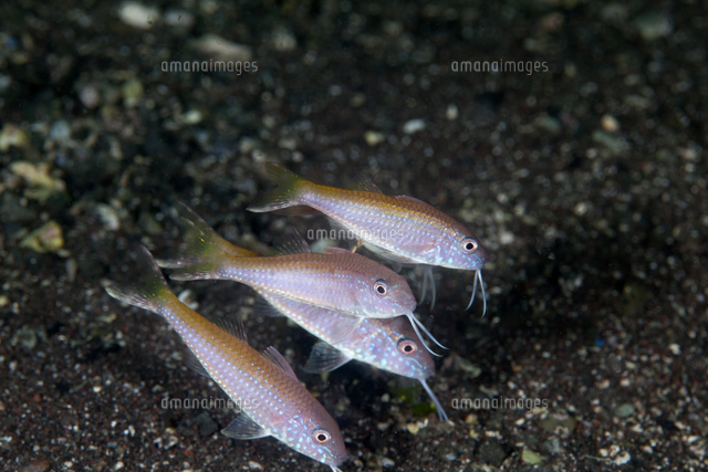タカサゴヒメジ 幼魚[32154001199]の写真・イラスト素材｜アマナ