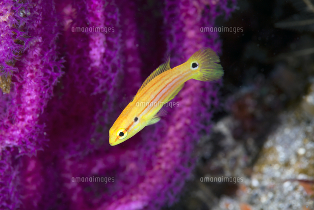 フタホシキツネベラ 幼魚 の写真素材 イラスト素材 アマナイメージズ