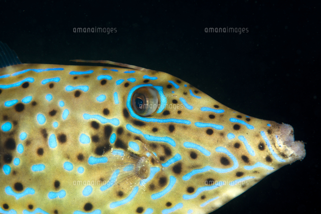 ソウシハギ 顔のアップ の写真素材 イラスト素材 アマナイメージズ