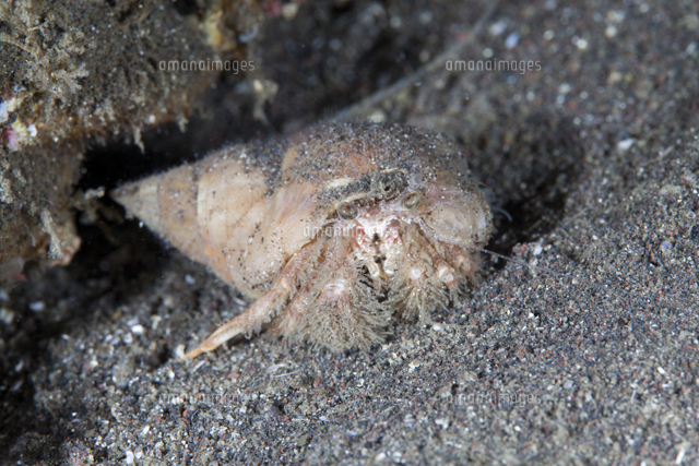 メダマホンヤドカリ の写真素材 イラスト素材 アマナイメージズ