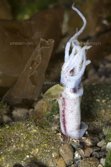 ホタルイカ イソギンチャクに食べられている の写真素材 イラスト素材 アマナイメージズ