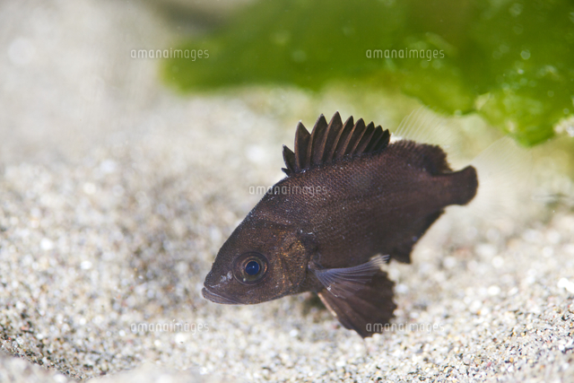 ヒゲダイ 幼魚 の写真素材 イラスト素材 アマナイメージズ