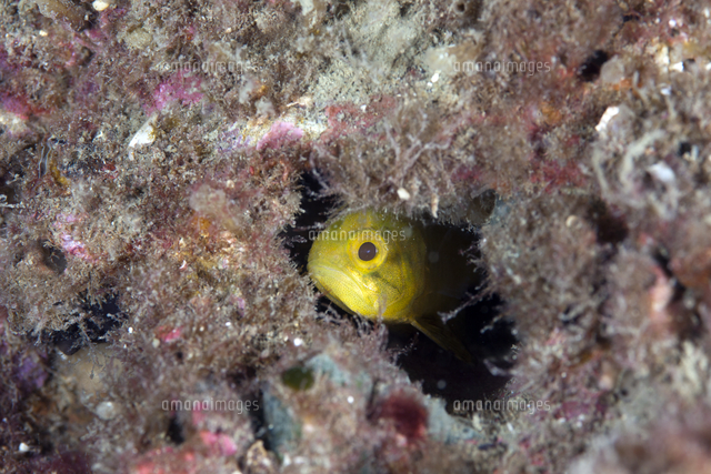 クロイシモチ 幼魚 の写真素材 イラスト素材 アマナイメージズ