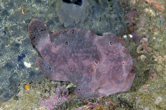 オオモンカエルアンコウの幼魚[32154002162]の写真・イラスト素材