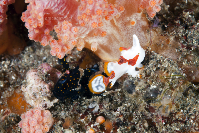 クマドリカエルアンコウ 黒バージョンと白バージョンの幼魚 の写真素材 イラスト素材 アマナイメージズ