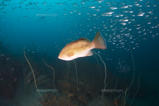 オオモンハタ の写真素材 イラスト素材 アマナイメージズ オオモンハタ の写真素材 イラスト素材 アマナイメージズ
