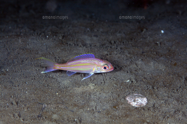 イトヨリダイの幼魚 の写真素材 イラスト素材 アマナイメージズ