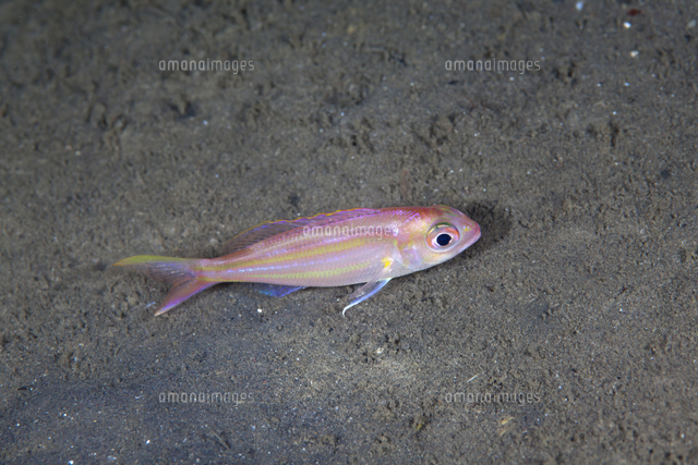 イトヨリダイの幼魚 の写真素材 イラスト素材 アマナイメージズ