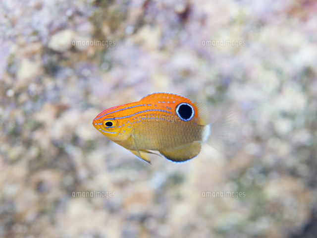 メガネスズメダイの幼魚 の写真素材 イラスト素材 アマナイメージズ