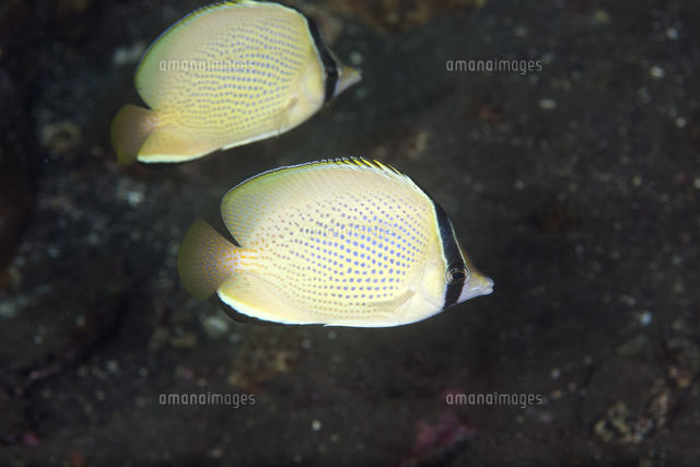 ゴマチョウチョウウオ の写真素材 イラスト素材 アマナイメージズ