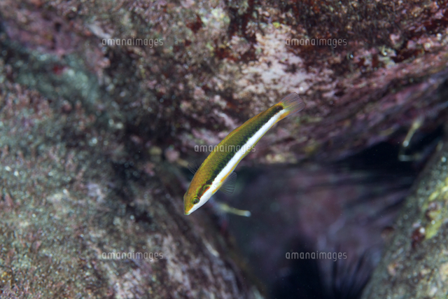 コガネキュウセン の写真素材 イラスト素材 アマナイメージズ