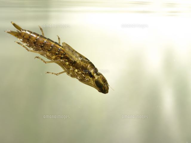 ギンヤンマ ヤゴの泳ぎ2 の写真素材 イラスト素材 アマナイメージズ