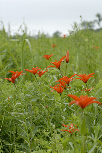 ヒメユリの花 の写真素材 イラスト素材 アマナイメージズ
