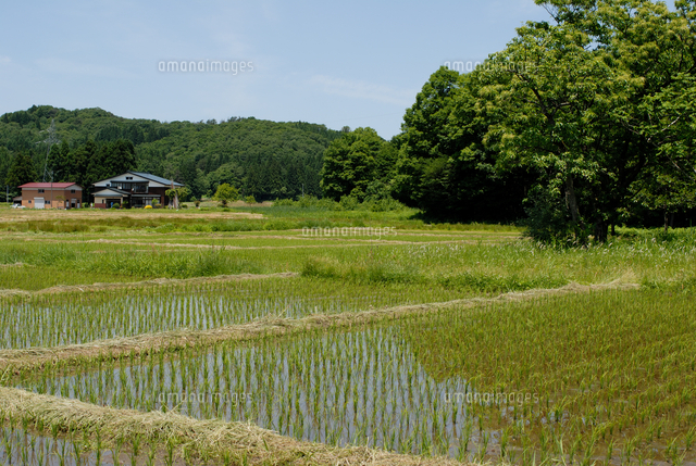 里山の水田風景[32156000561]の写真・イラスト素材｜アマナイメージズ