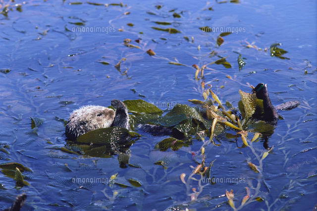 海藻に巻きついて眠るラッコ の写真素材 イラスト素材 アマナイメージズ