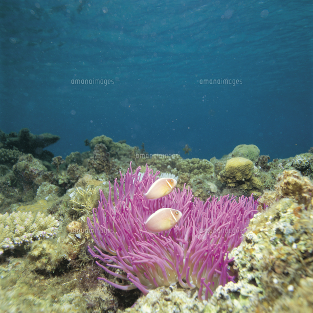 シライトイソギンチャクに共生するハナビラクマノミ の写真素材 イラスト素材 アマナイメージズ