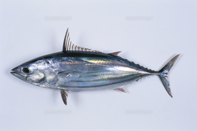 カツオ の写真素材 イラスト素材 アマナイメージズ