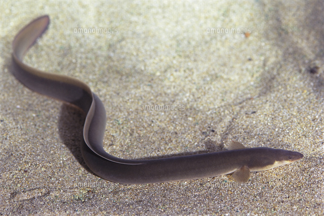 天然ウナギ（ニホンウナギ）[32157000362]の写真・イラスト素材