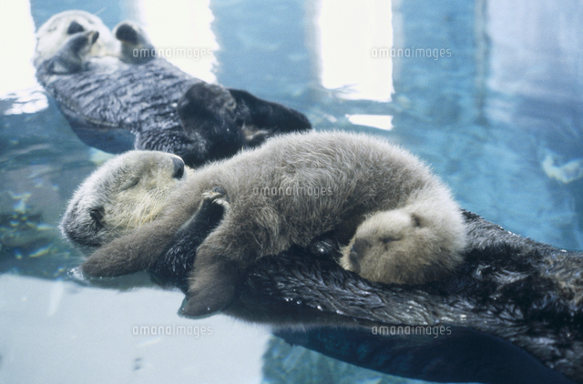 ラッコの親子 の写真素材 イラスト素材 アマナイメージズ