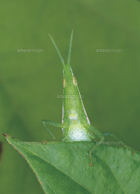 オンブバッタの正面顔 の写真素材 イラスト素材 アマナイメージズ