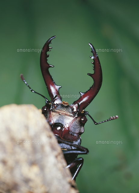 ノコギリクワガタの正面顔 の写真素材 イラスト素材 アマナイメージズ