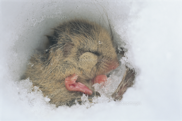 雪中冬眠するヤマネ の写真素材 イラスト素材 アマナイメージズ