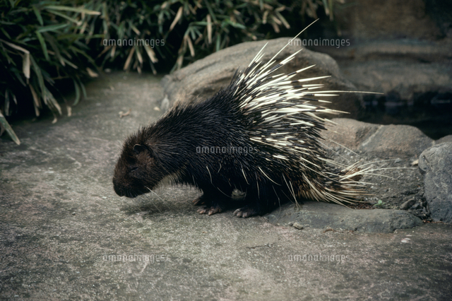 マレーヤマアラシ[32163000004]の写真・イラスト素材｜アマナイメージズ