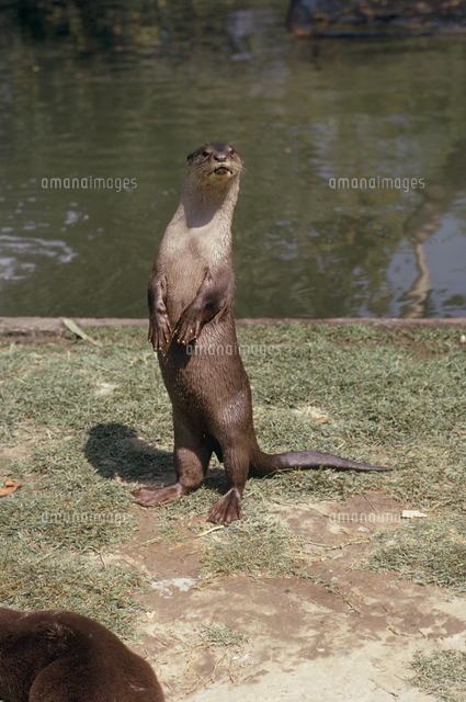 インドカワウソ[32163000016]の写真・イラスト素材｜アマナイメージズ