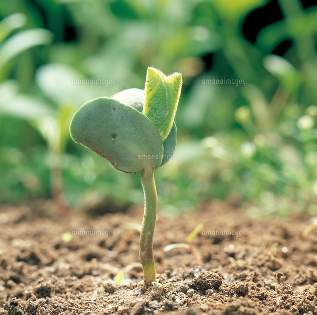 ダイズの芽生え の写真素材 イラスト素材 アマナイメージズ