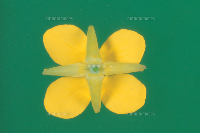 ナノハナ 菜の花 の花のつくり 真下から の写真素材 イラスト素材 アマナイメージズ